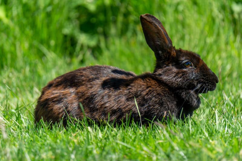Everything You Never Knew You Needed to Know About Rabbits