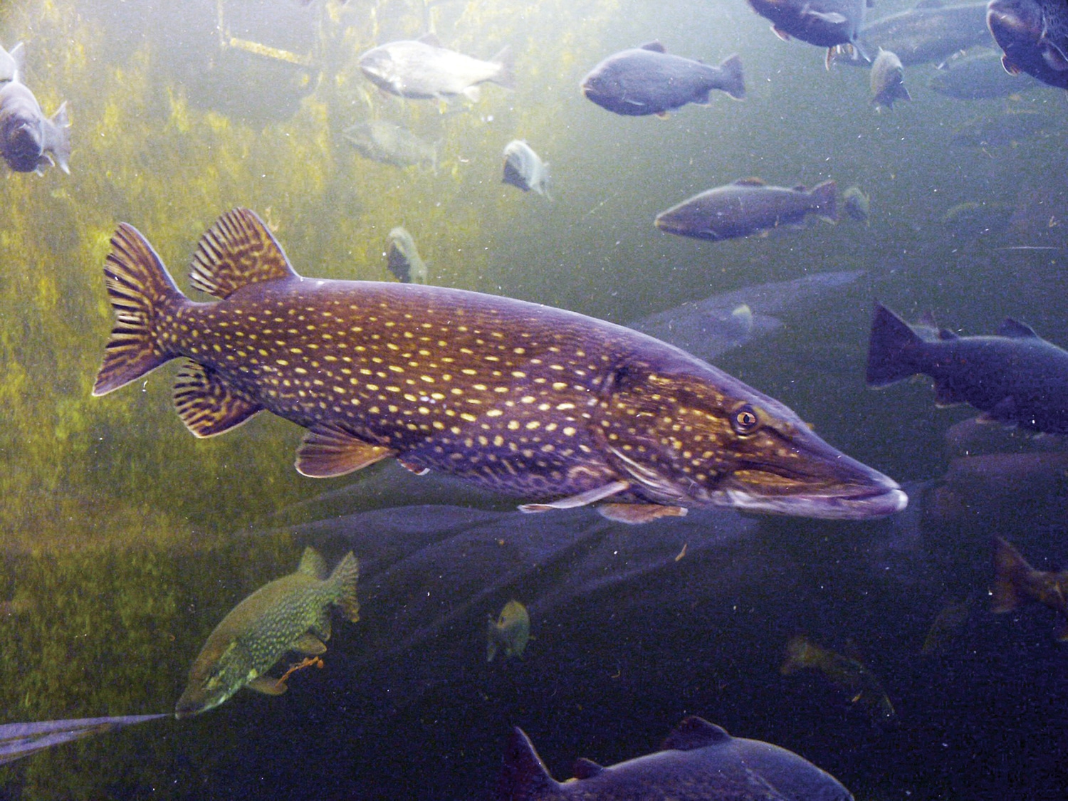 Be InvasiveWise on the Water Invasive Species Council of British