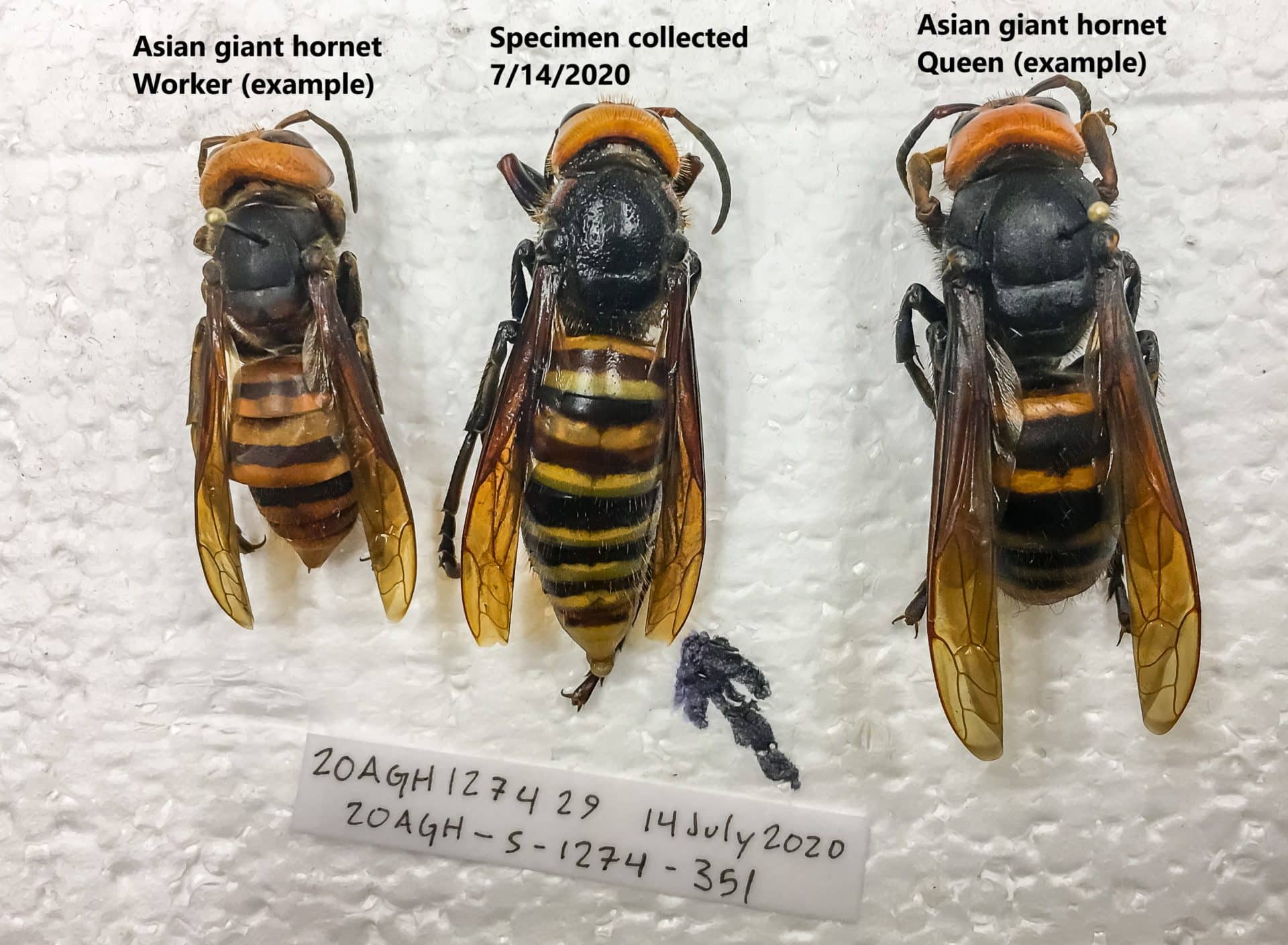 Asian Giant Hornet Archives Invasive Species Council Of British Columbia   AGHTrappedJuly14BirchBayWorkerQueenComparisonWithLabels 1 1920x1408 