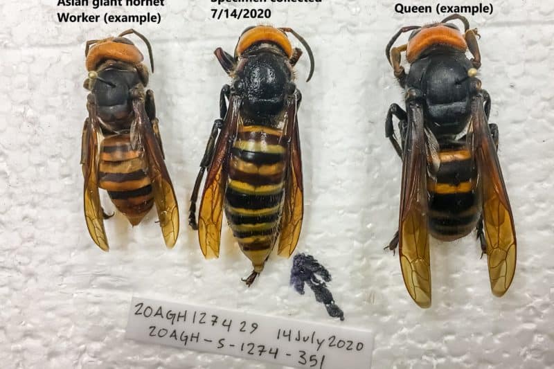 Northern giant hornet Queens: A Not-So Royal Spring Arrival