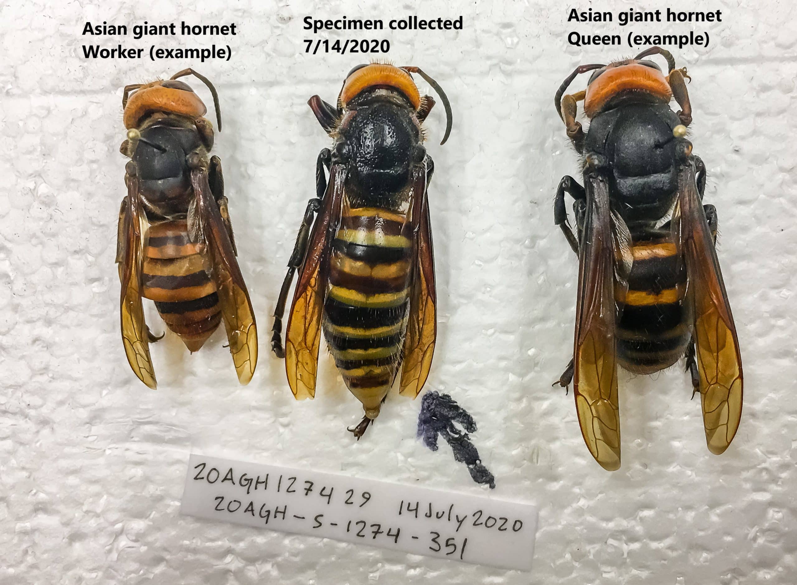 Northern giant hornet Queens: A Not-So Royal Spring Arrival