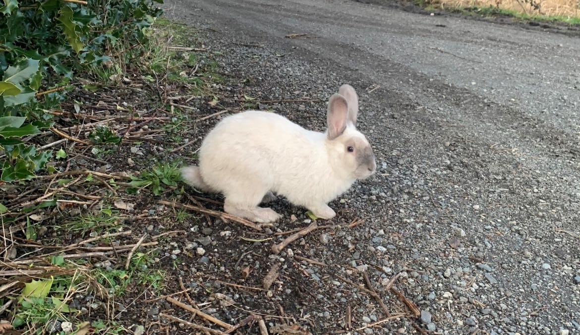 Invasive Rabbit Webinar: Invasive Rabbits in BC: Status, History, and the Future for ...