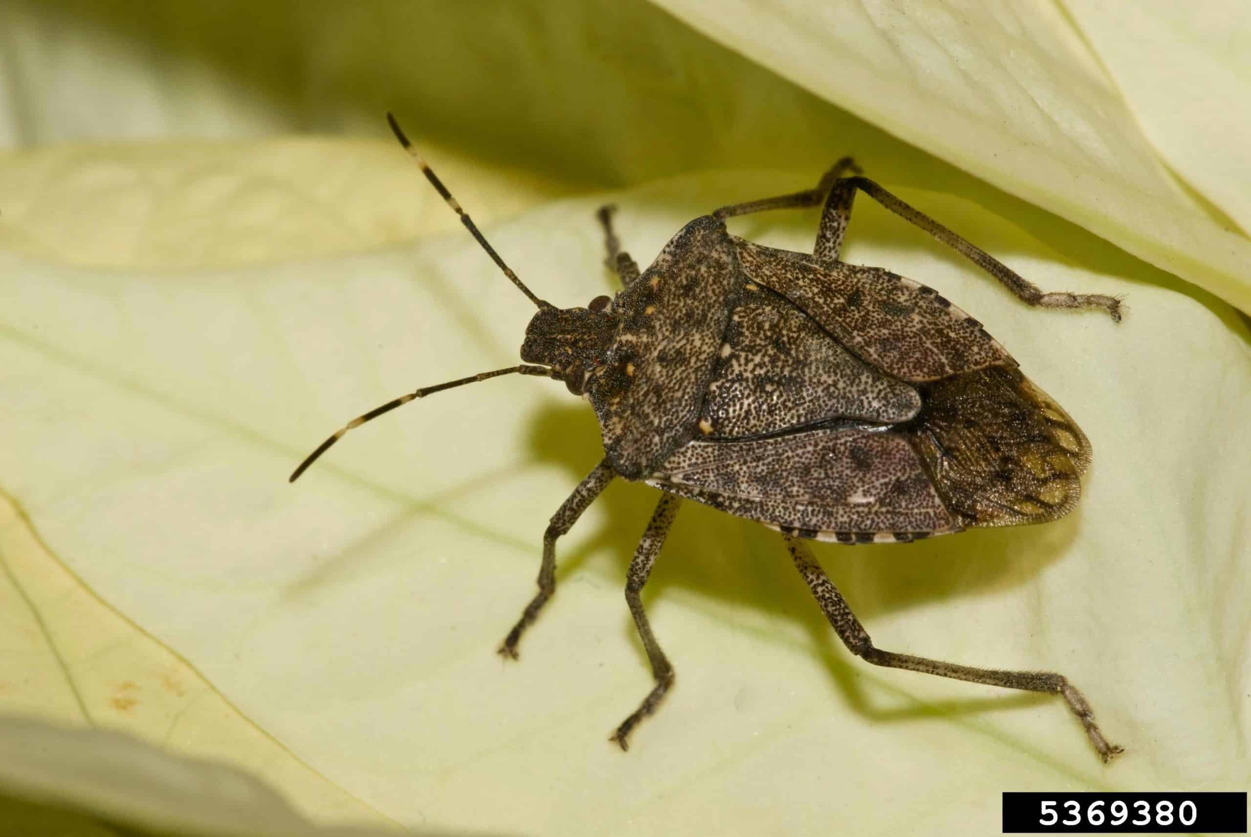 Stink Bugs Are All the Buzz this Fall
