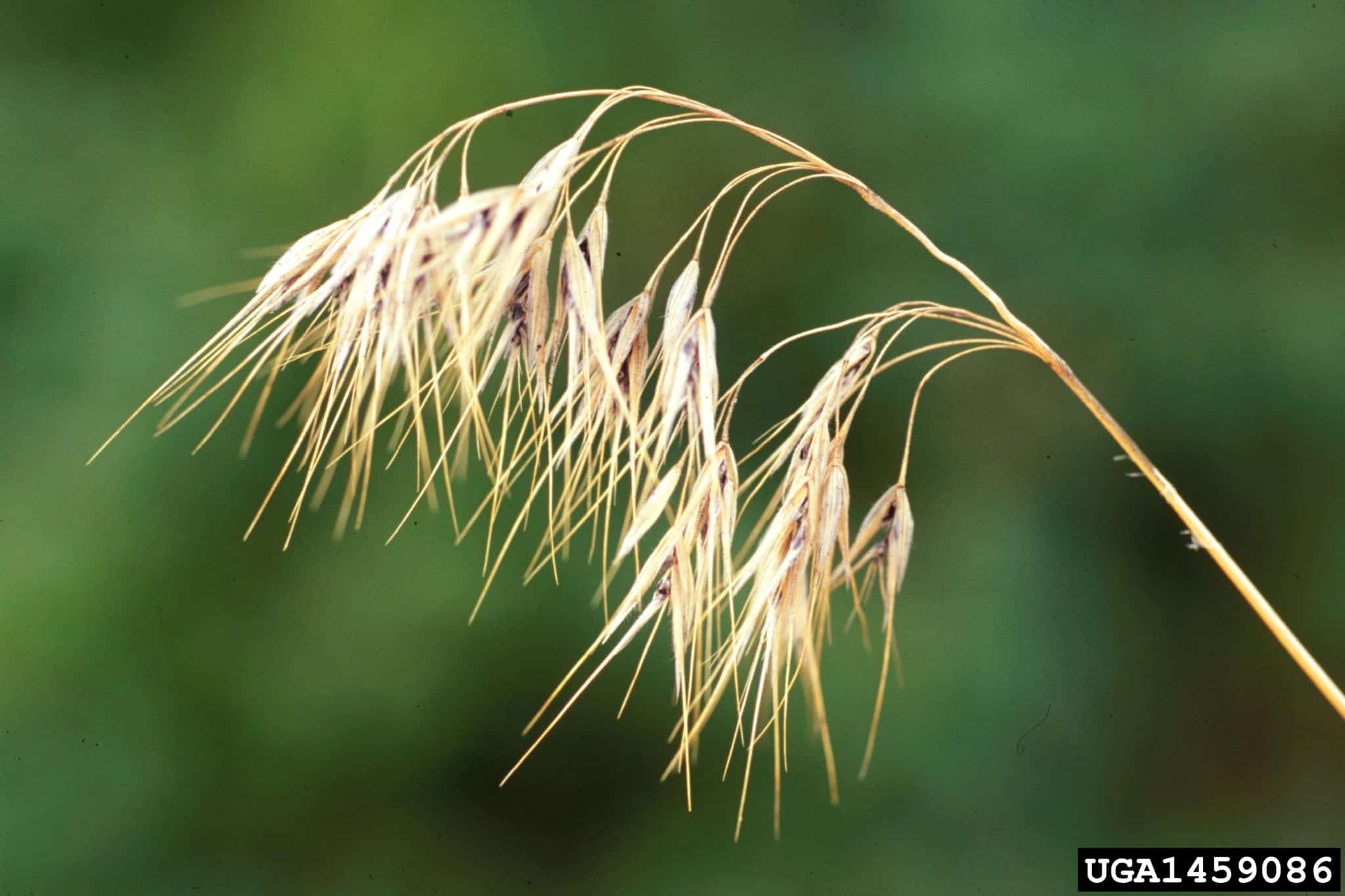 Cheatgrass - Invasive Species Council of British Columbia