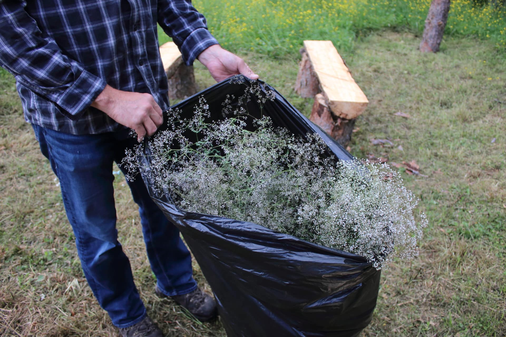 When Dad Calls to Ask ‘Is Baby’s breath Invasive?’ Invasive Species