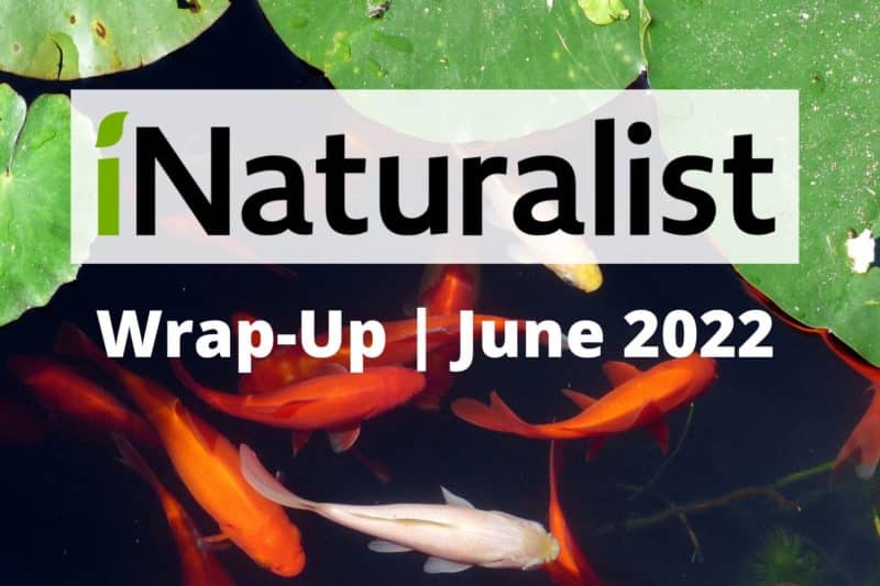 iNaturalist Wrap-Up – June 2022