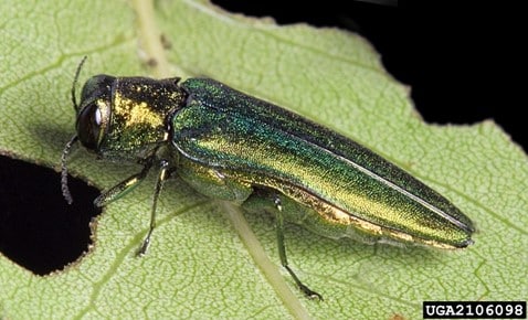 Emerald ash borer has been detected on the West coast – and it’s not here for summer camp.  