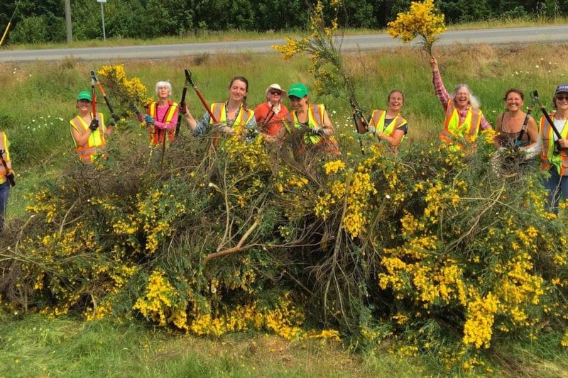 Who you gonna call? Broombusters! Volunteers take on invasive Scotch broom