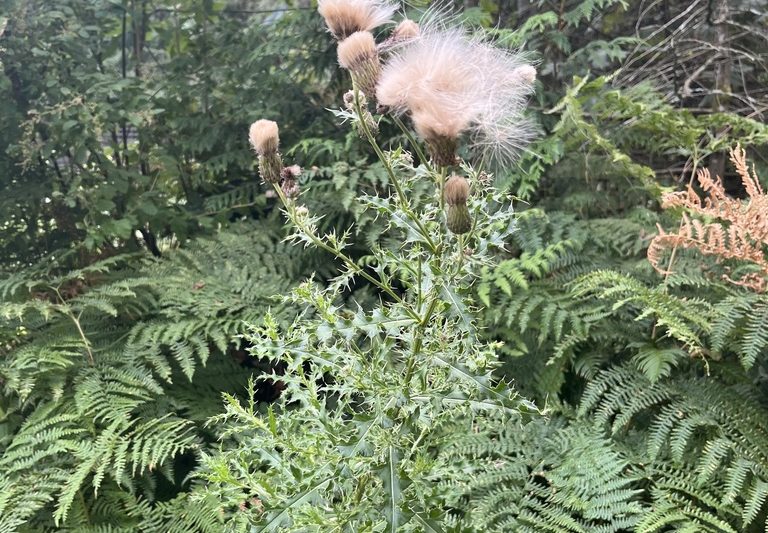 Thistles, Spurge, and snakes – oh my! iNaturalist Wrap-Up August 2022