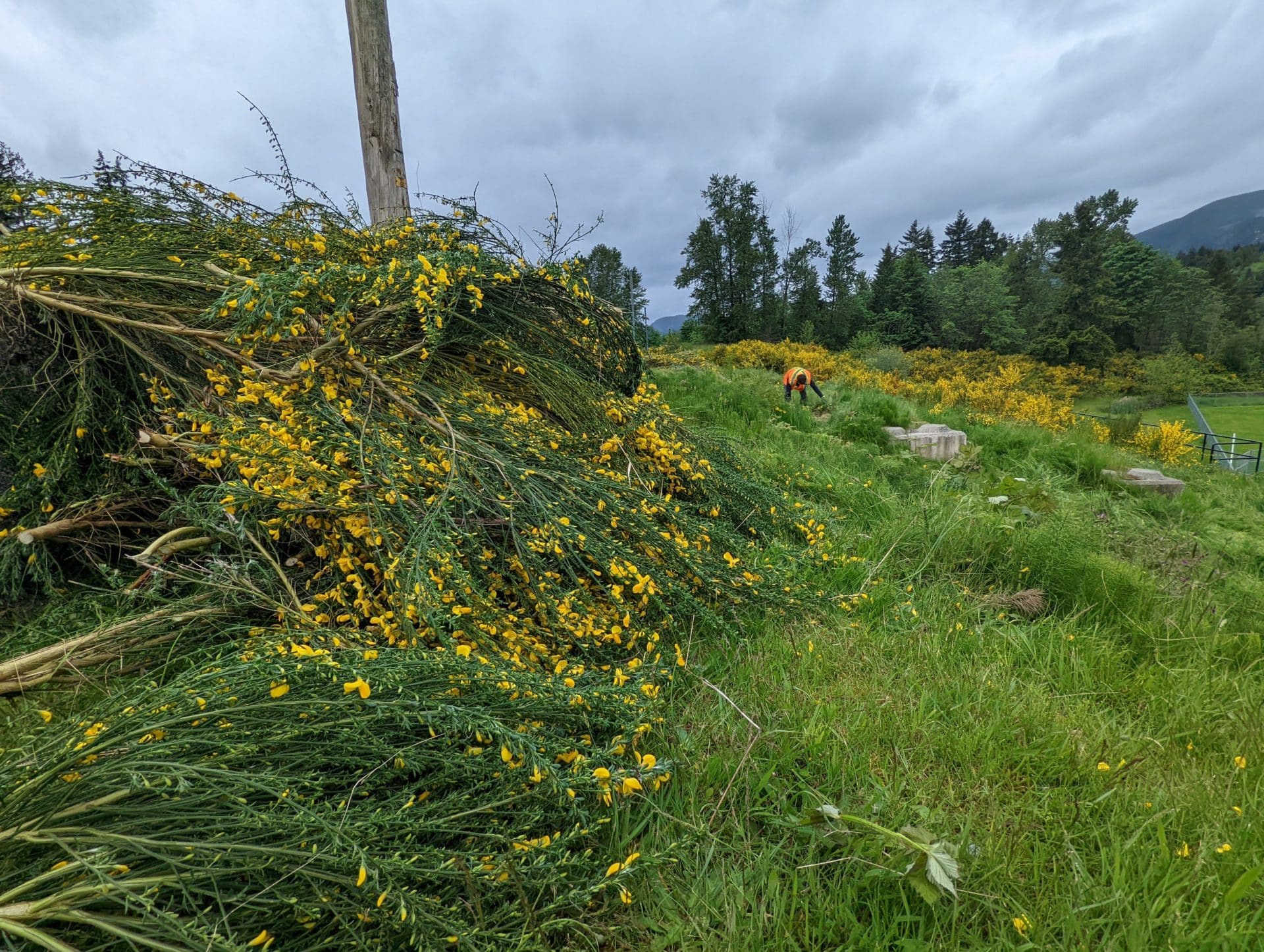 Island Ivory carving a niche out of invasive Scotch broom Invasive