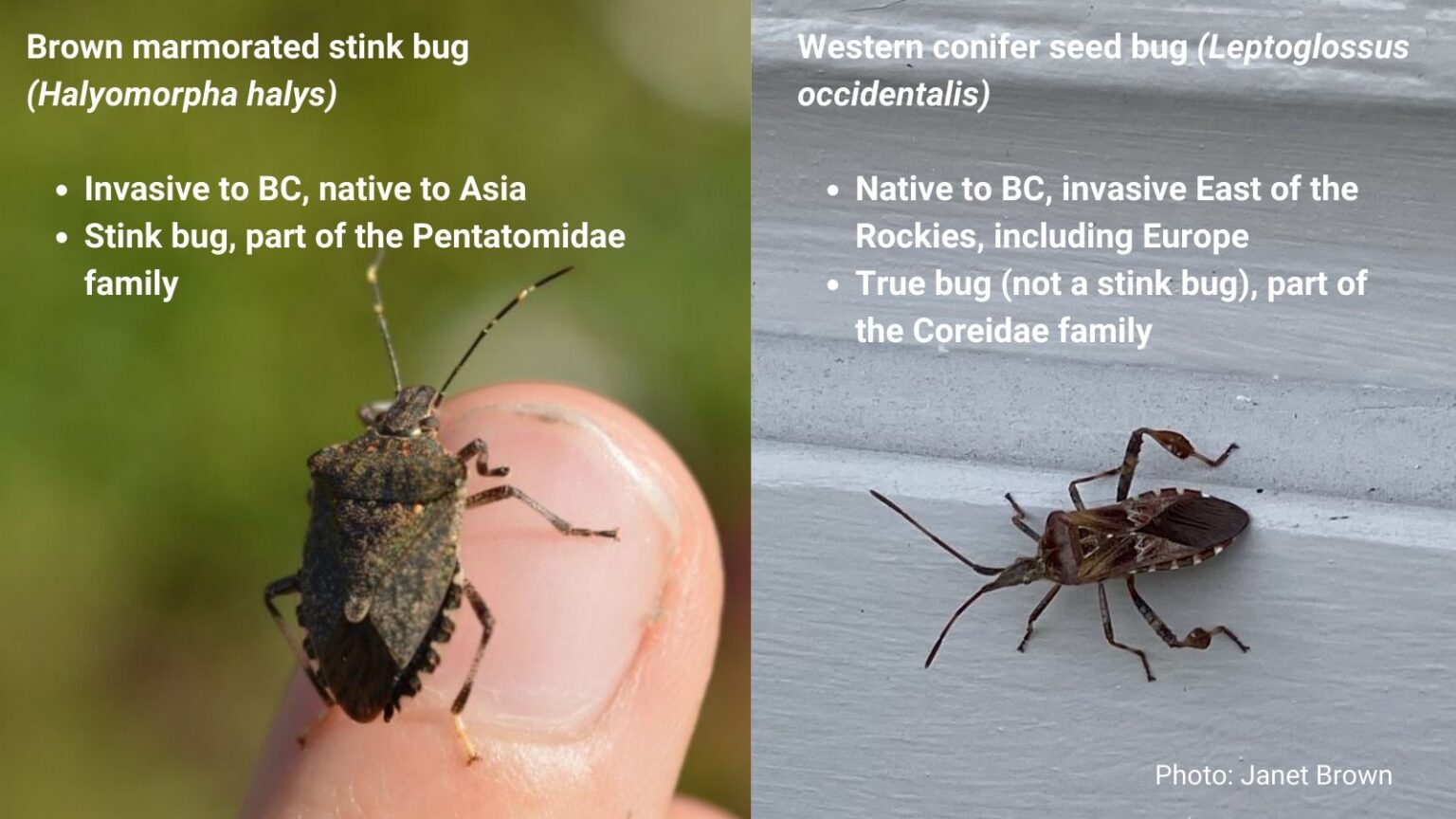 Stink Bugs Are All the Buzz this Fall - Invasive Species Council of ...