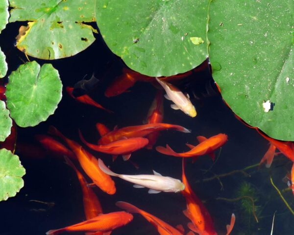 Story of Super-Sized Koi Sparks Goldfish Tale - Invasive Species ...