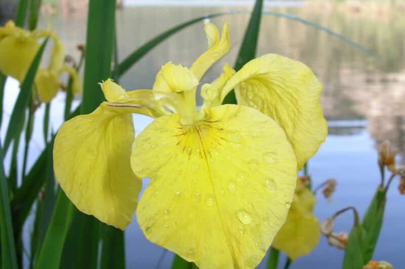 Field-based Workshop targets Yellow flag iris