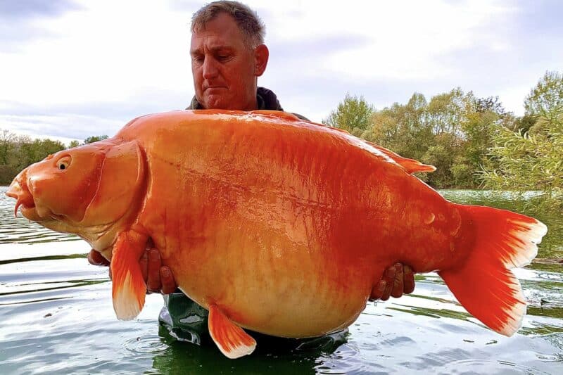 Story of Super-Sized Koi Sparks Goldfish Tale 