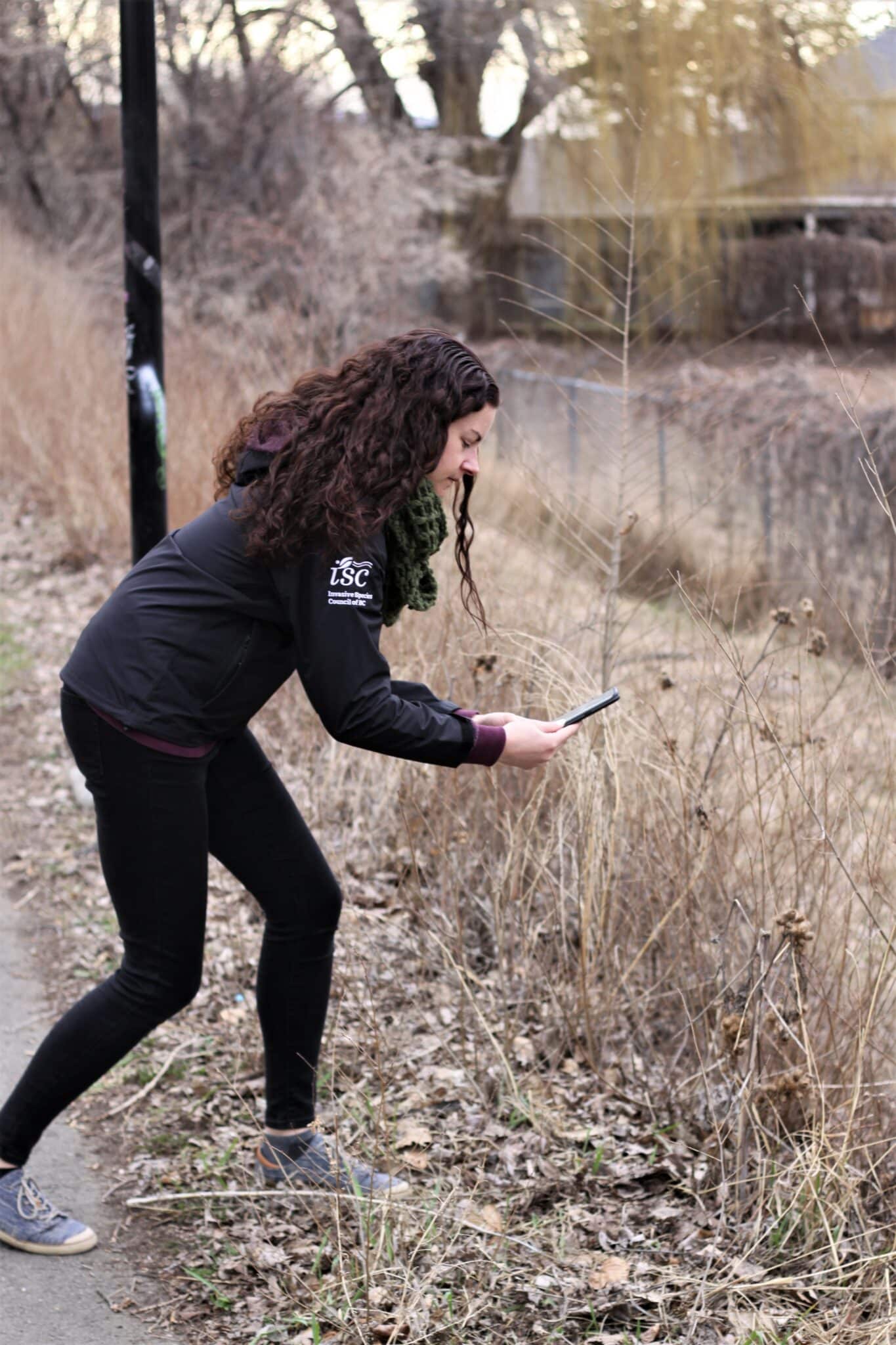 November INaturalist Wrap-Up - Invasive Species Council Of British Columbia