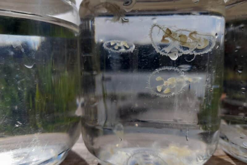 New Research on Freshwater Jellyfish in B.C. Reveals They’re Spreading