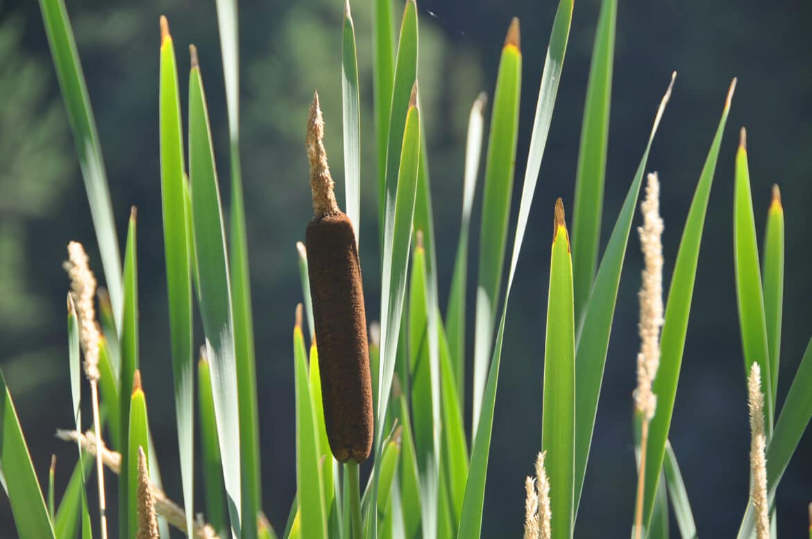 The Cryptic Cattail Invasion Uncovering the Stealthy Takeover of the