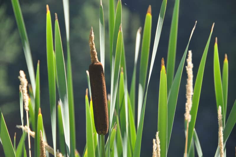 The Cryptic Cattail Invasion: Uncovering the Stealthy Takeover of the Fraser Estuary