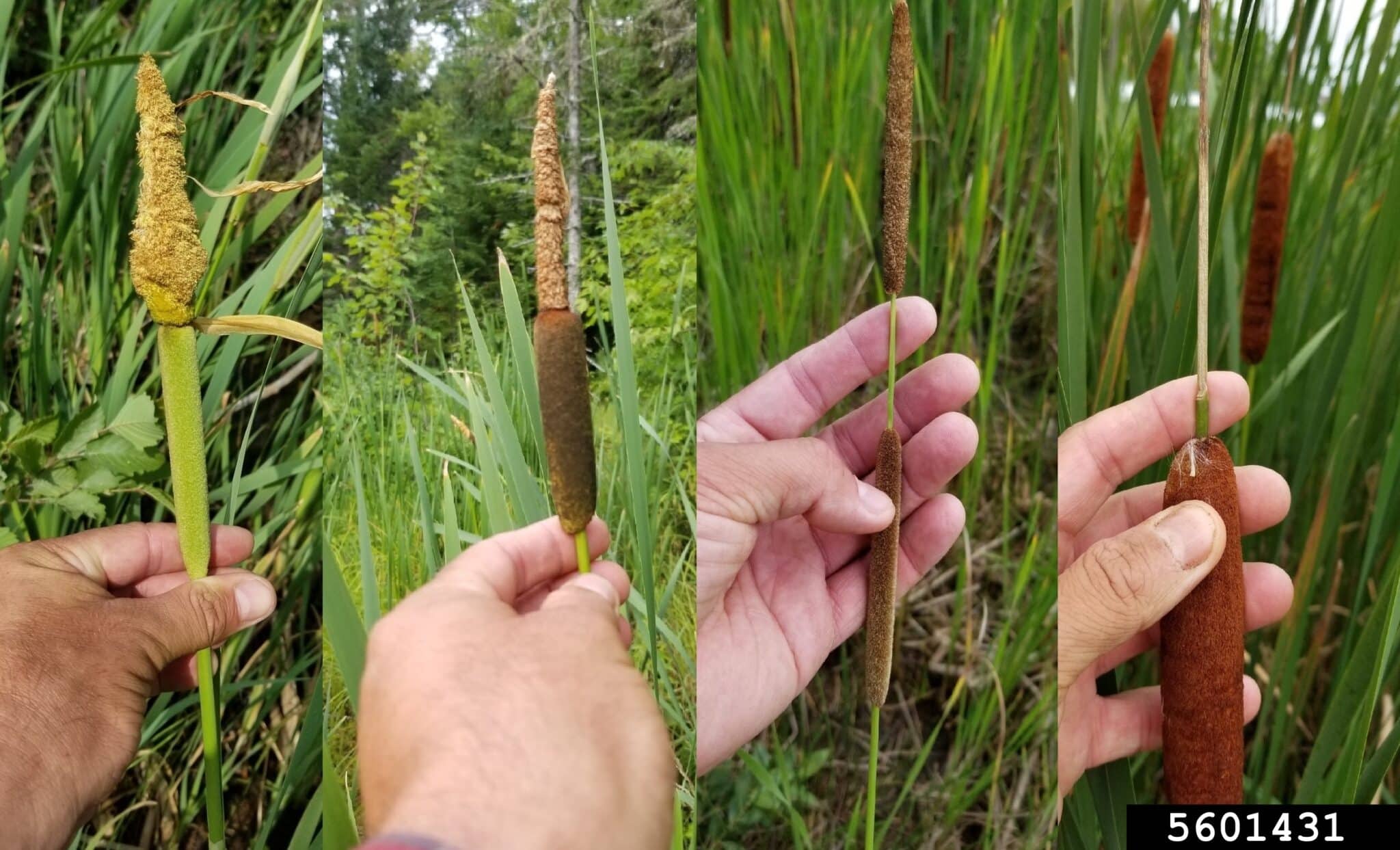 The Cryptic Cattail Invasion Uncovering the Stealthy Takeover of the