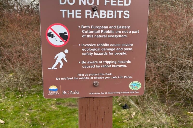 The Real Risk of Releasing the Easter Rabbit