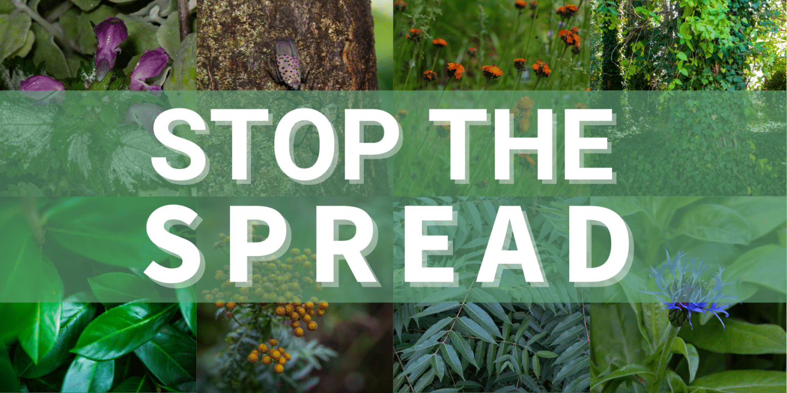 Keep Invasive Species at Bay this Long Weekend Invasive Species
