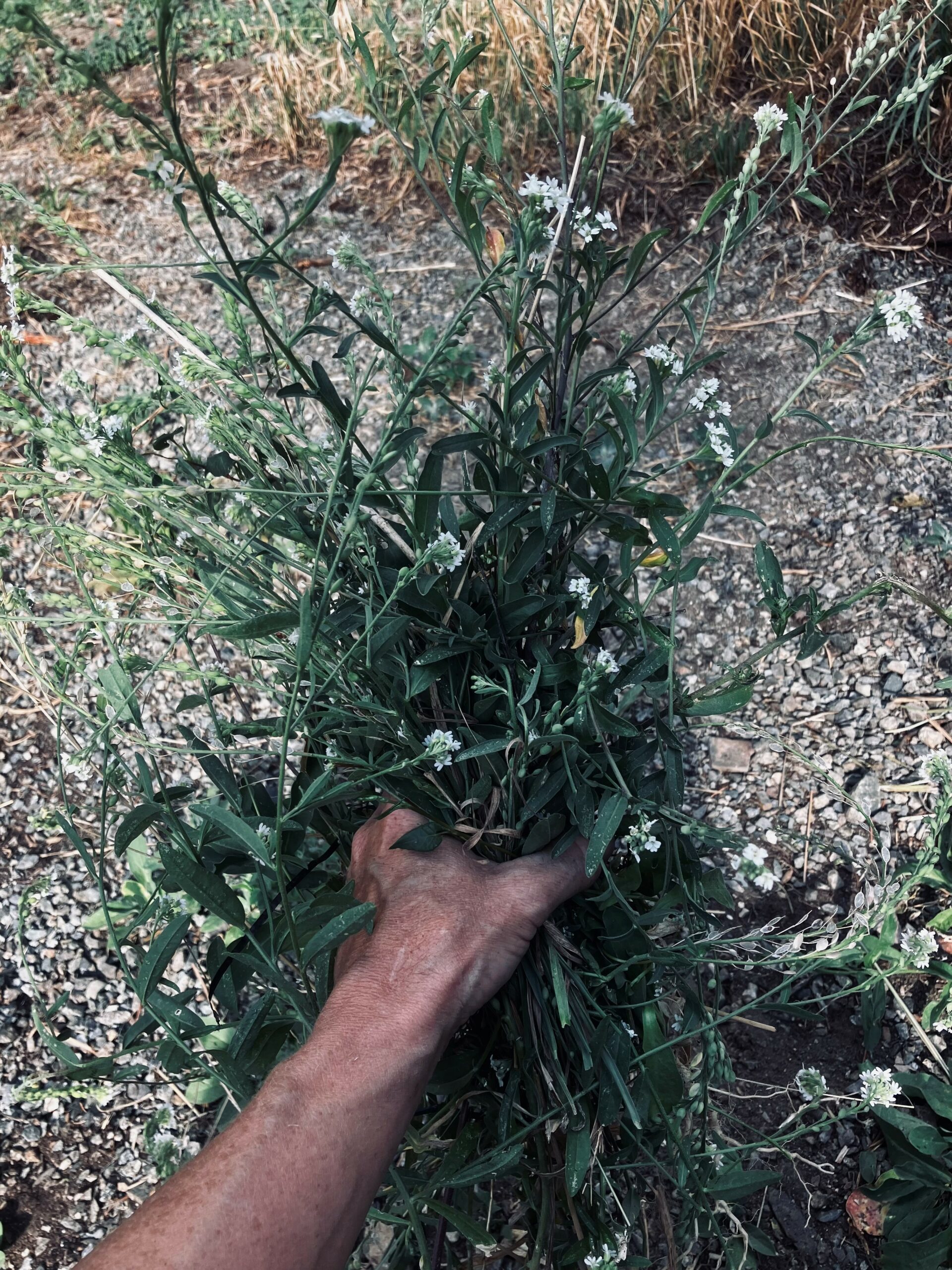 Pretty but Toxic Invasive Plant Harms Horses Invasive Species