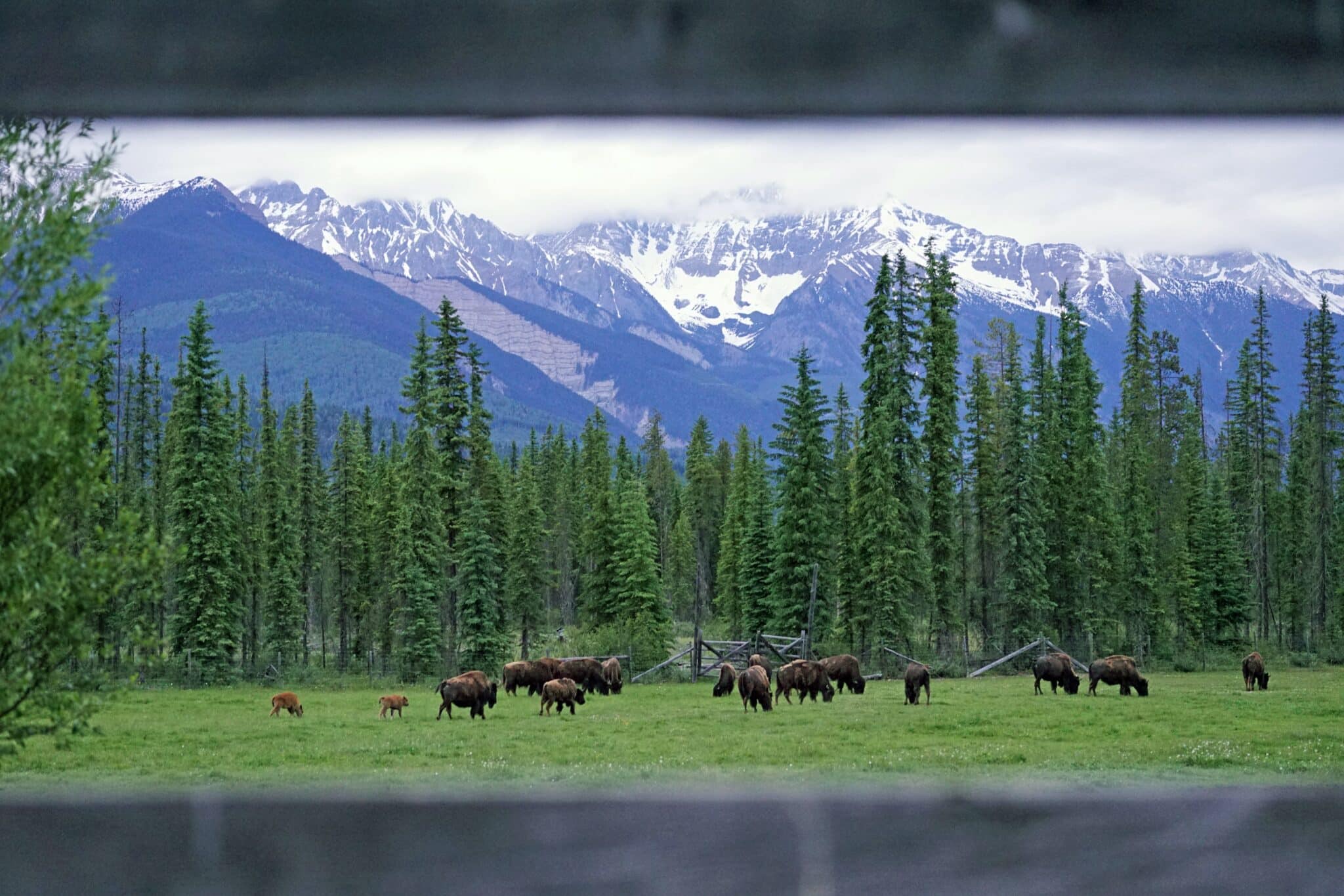 Invasive Species Council Of British Columbia