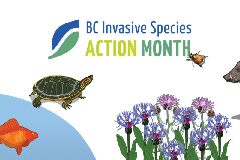 How well do you know your invasive plants? Let’s find out this Invasive Species Action Month!