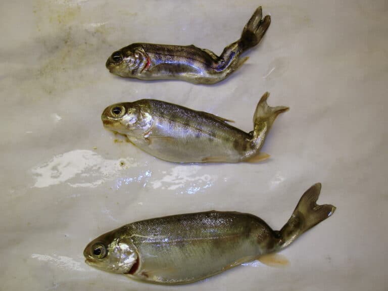 Whirling disease in B.C. highlights need to Clean Drain Dry - Invasive ...