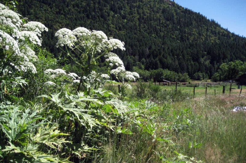 Putting Giant Hogweed in the Spotlight  