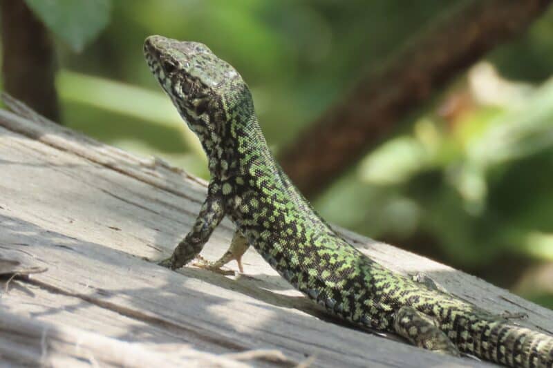 Invasion of the European wall lizards