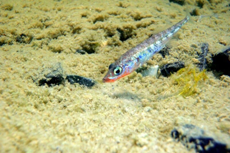 Protecting Texada Island’s Sticklebacks is a Team Effort 