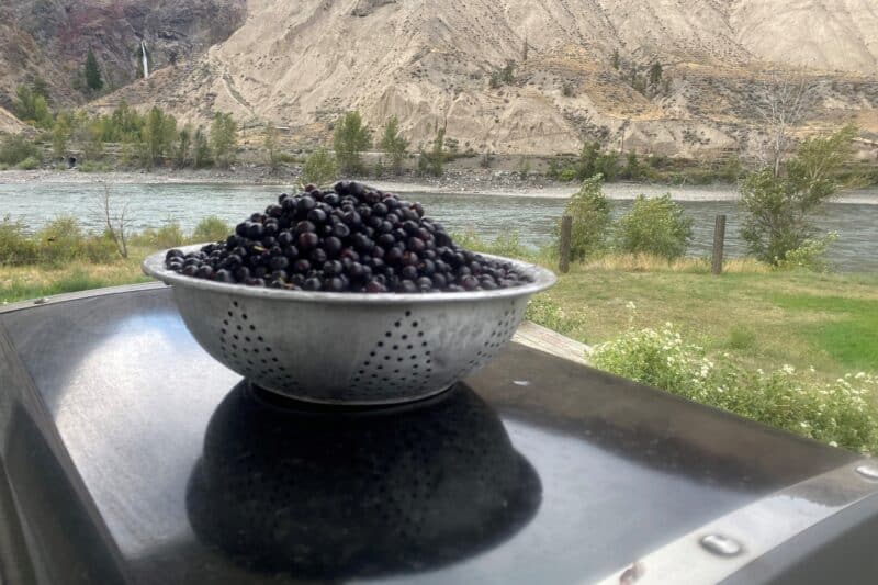 Invasive Species and the Huckleberry Harvest: Protecting this First Food for Future Generations