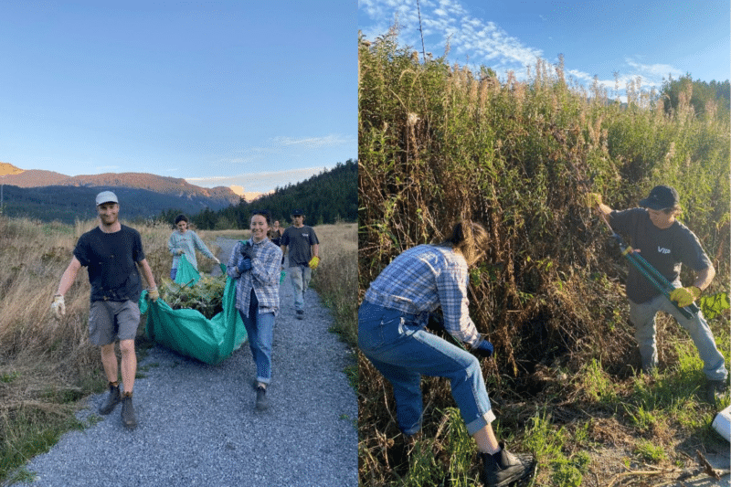 ‘Banish Burdock’ Program in Sea to Sky Region a Big Win for Biodiversity