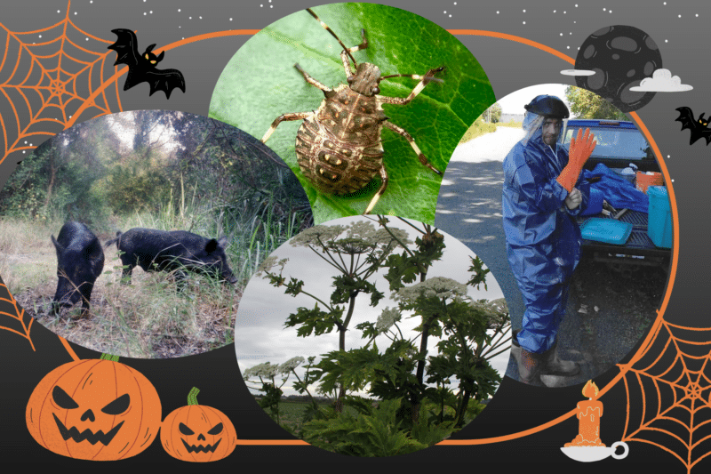 Watch out for Spooky Invasive Species!