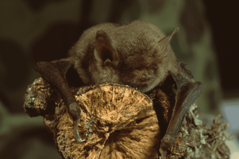 Hidden Threats: How Invasive Species are Harming Bats in British Columbia 