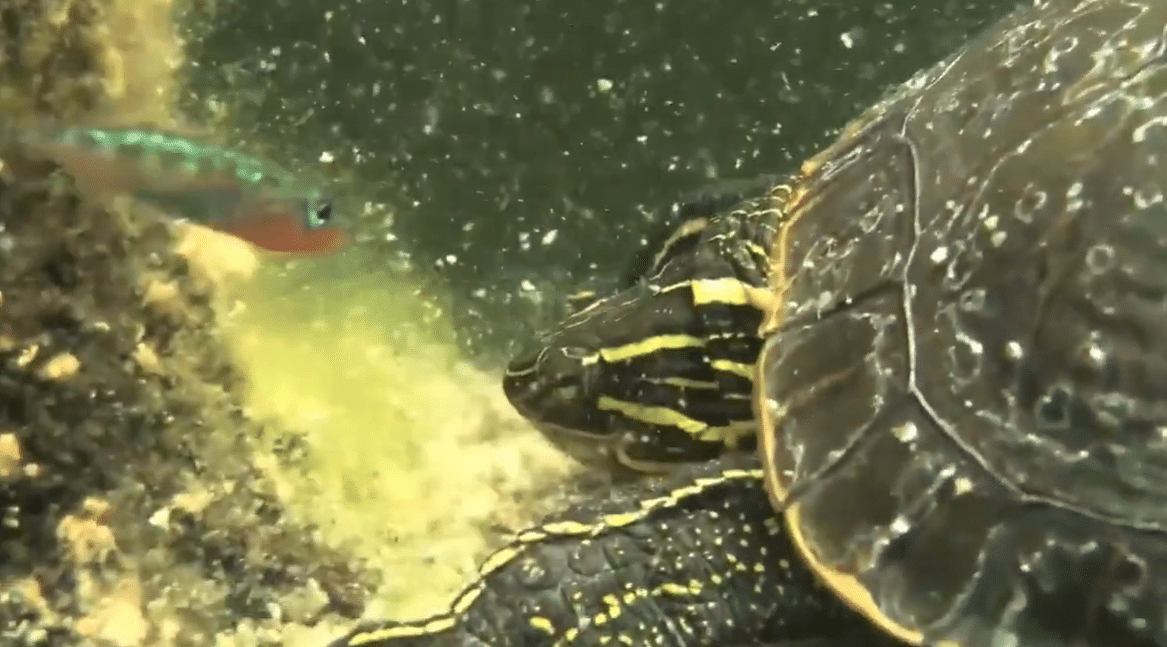 Endangered species face-off. Male benthic stickleback guards his eggs from a hungry Western painted turtle. (Credit: Terry Brown)