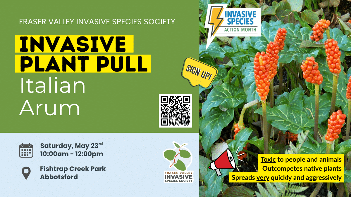 Invasive Plant Pull: Italian Arum