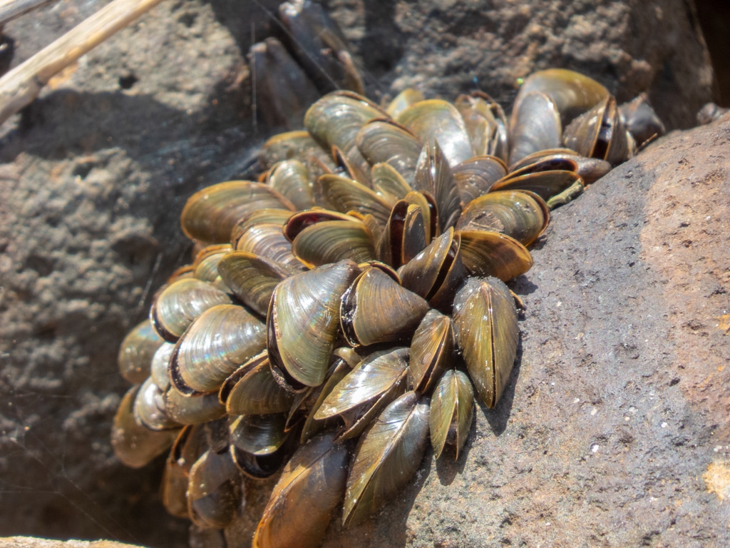 Golden mussels attached to a hard surface. Néri Henrique Andrades, iNaturalist