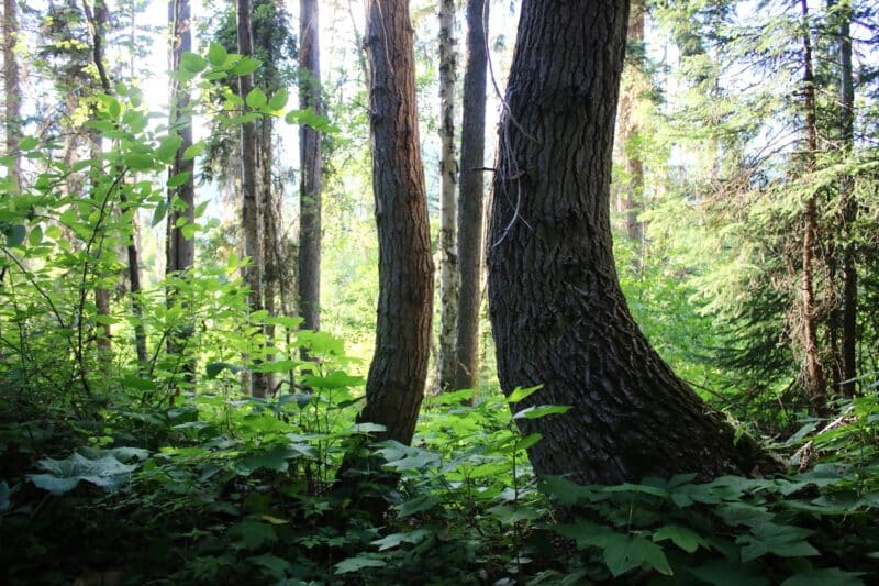 Healthy Trees Start with a Closer Look